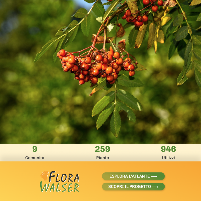 Projekt Flora Walser