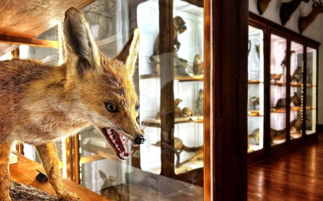 musermeku.org präsentiert ungewöhnliche Museumsobjekte