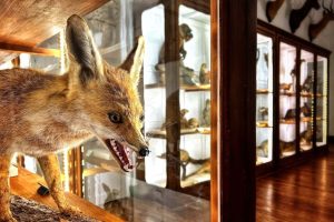 musermeku.org präsentiert ungewöhnliche Museumsobjekte