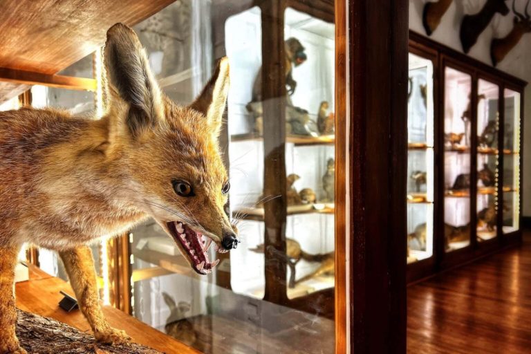 musermeku.org präsentiert ungewöhnliche Museumsobjekte