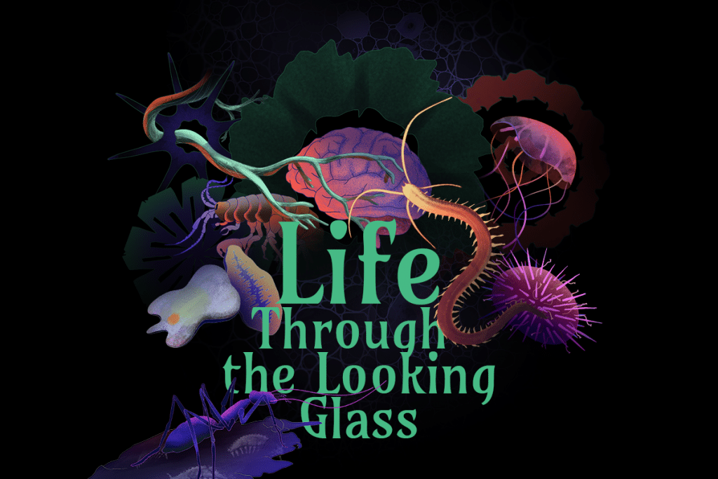 Life: Through the Looking Glass
