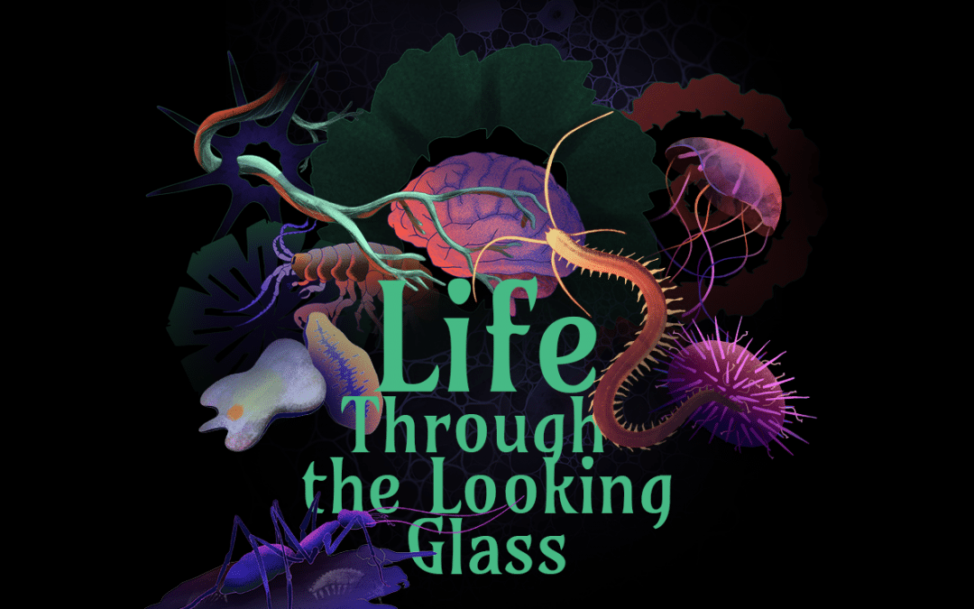 Life: Through the Looking Glass