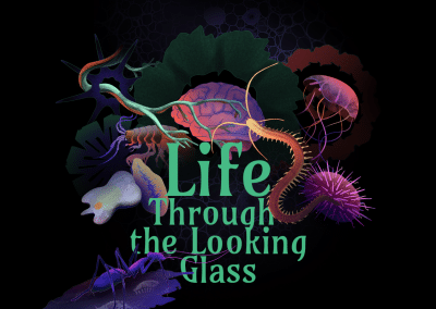 Life: Through the Looking Glass